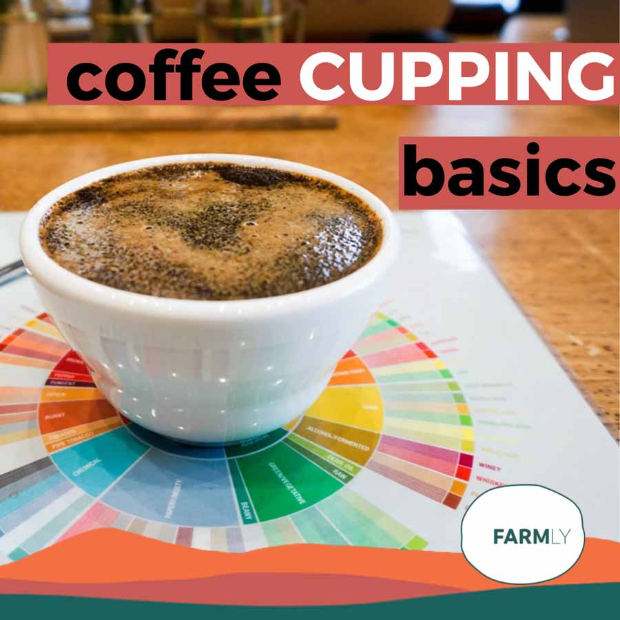 Coffee cupping – Basics