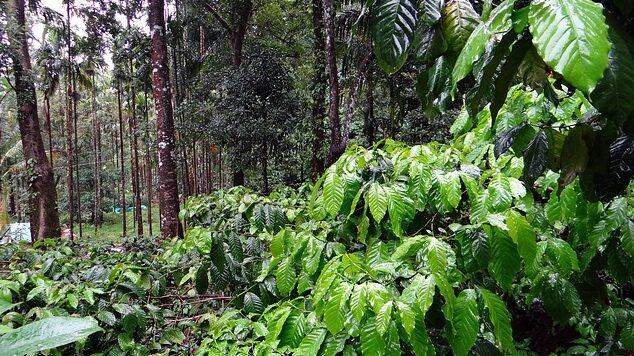 specialty coffee trees planted next to shadows trees in an agroforestry system