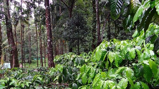 Café Especial Agroflorestal: Um guia passo-a-passo