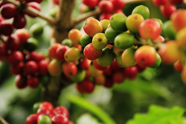 Specialty Coffee Harvest: The Challenges of Labor Shortages