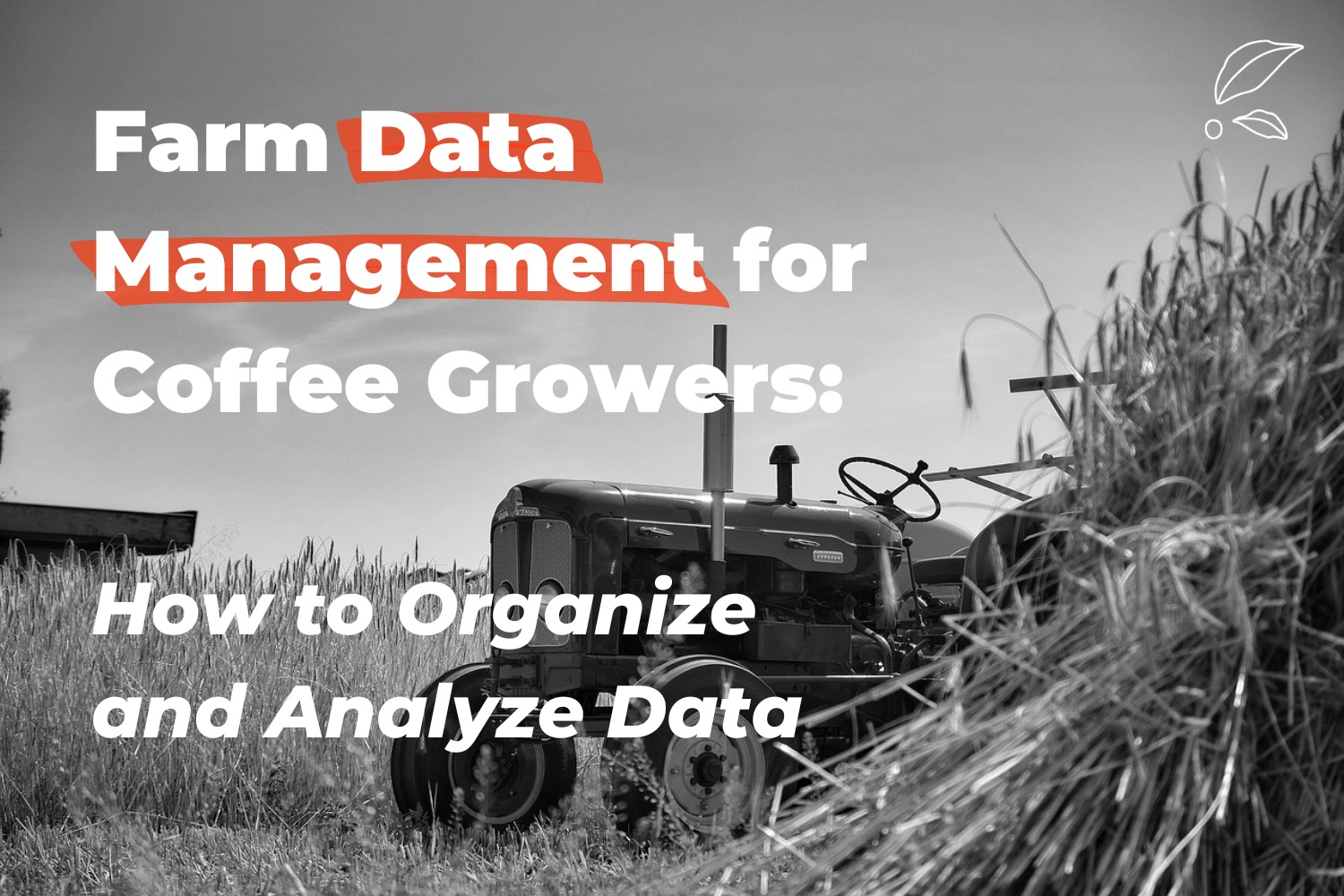 Farm Data Management for Coffee Growers: How to Organize and Analyze Data