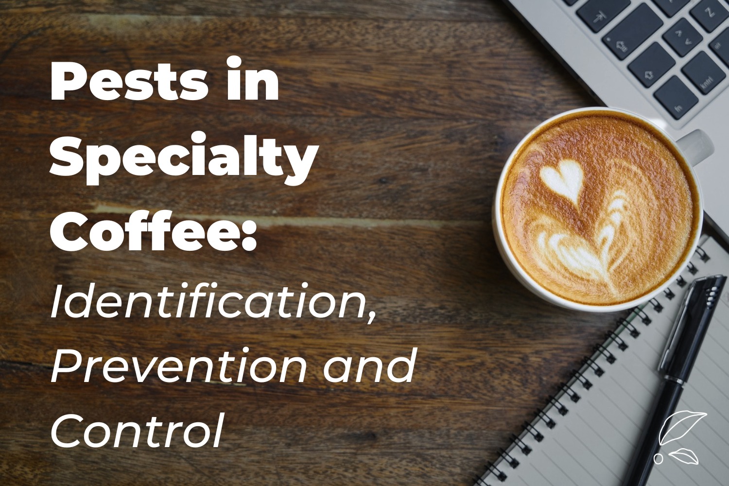 Pests in Specialty Coffee: Identification, Prevention, and Control