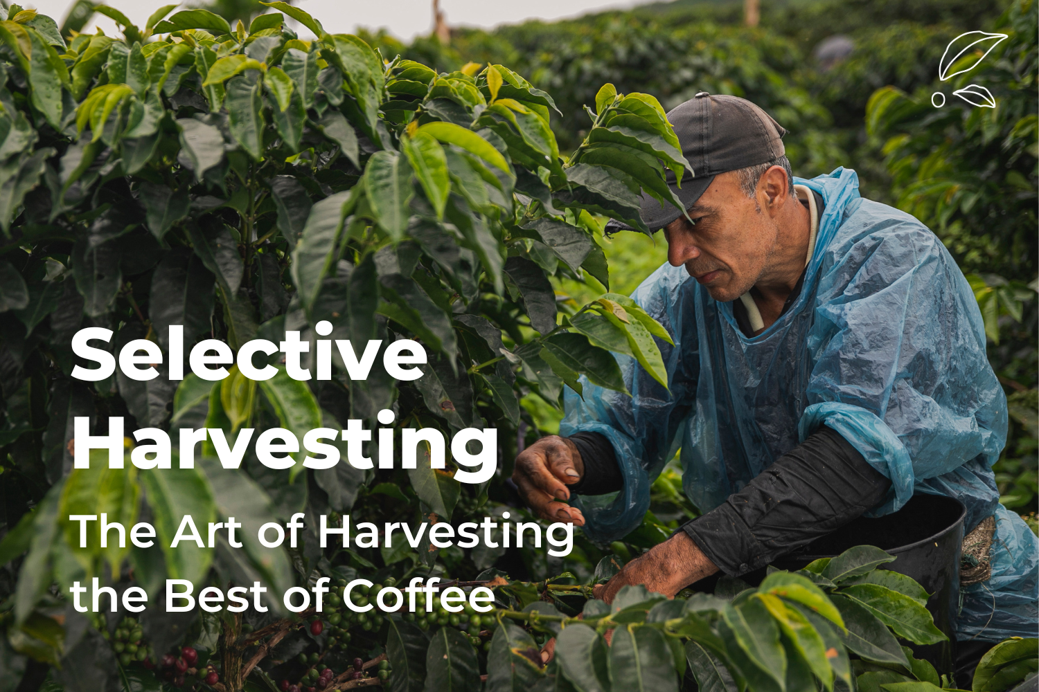 Selective Harvesting: The Art of Harvesting the Best of Coffee