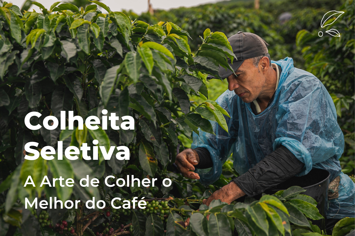 Colheita Seletiva: A Arte de Colher o Melhor do Café