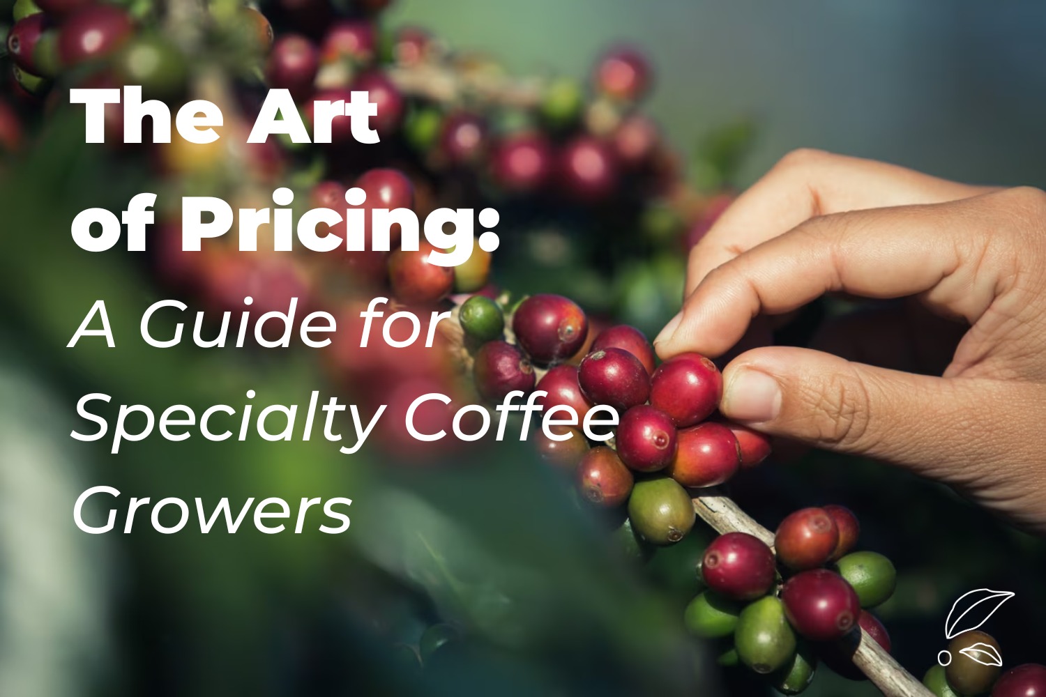 The Art of Pricing: A Guide for Specialty Coffee Growers