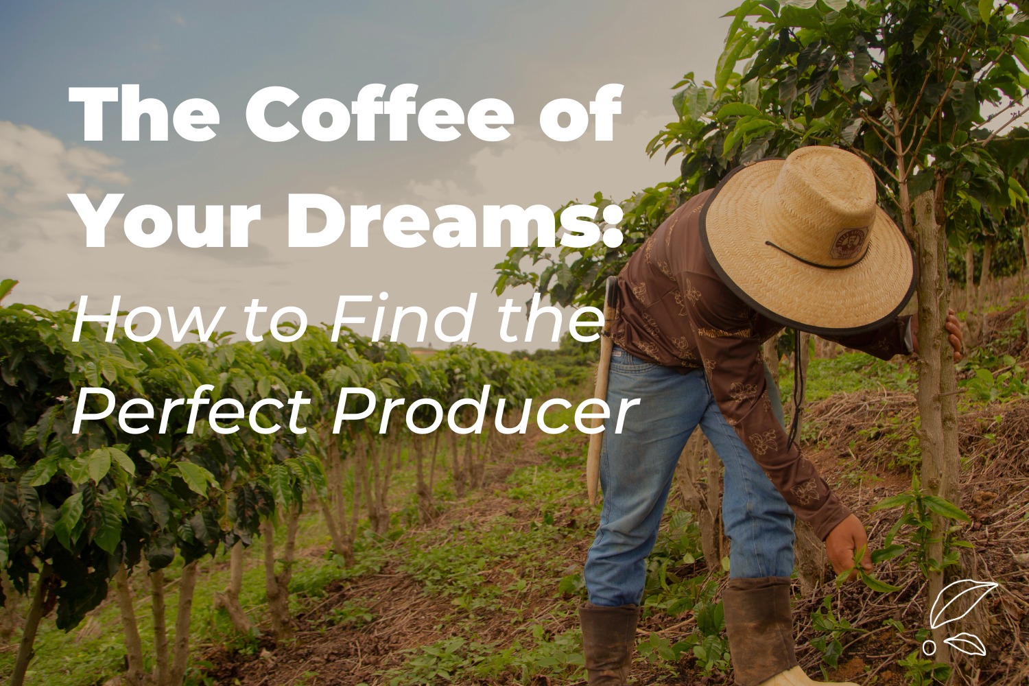 The Coffee of Your Dreams: How to Find the Perfect Producer