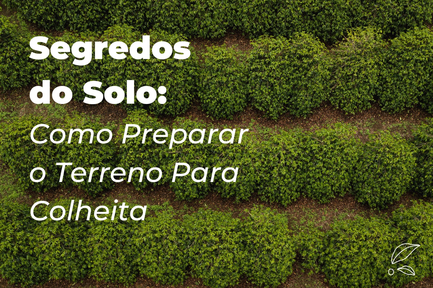 Segredos do Solo: Como Preparar o Terreno Para Colheita