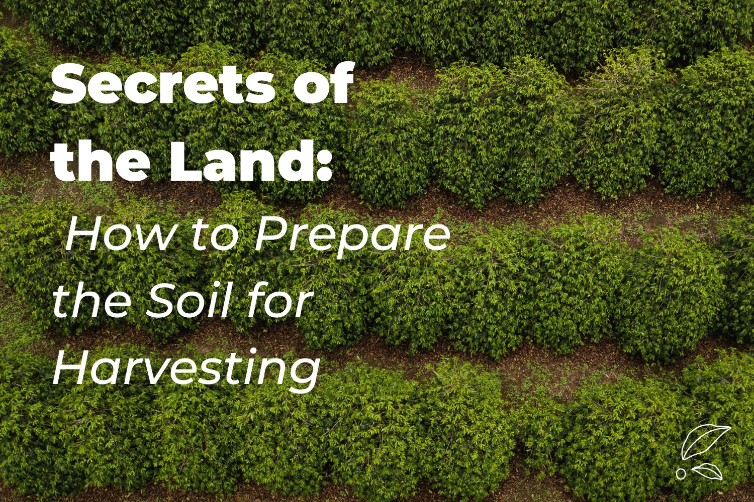 Secrets of the Land: How to Prepare the Soil for Harvesting