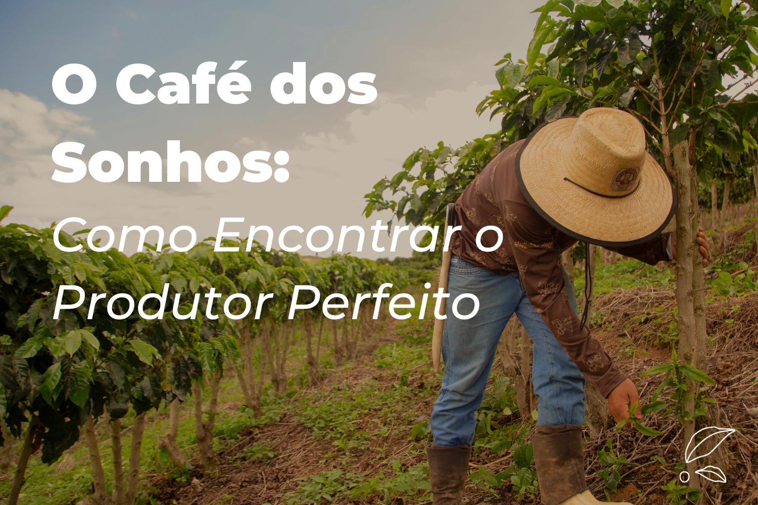 O Café dos Sonhos: Como Encontrar o Produtor Perfeito