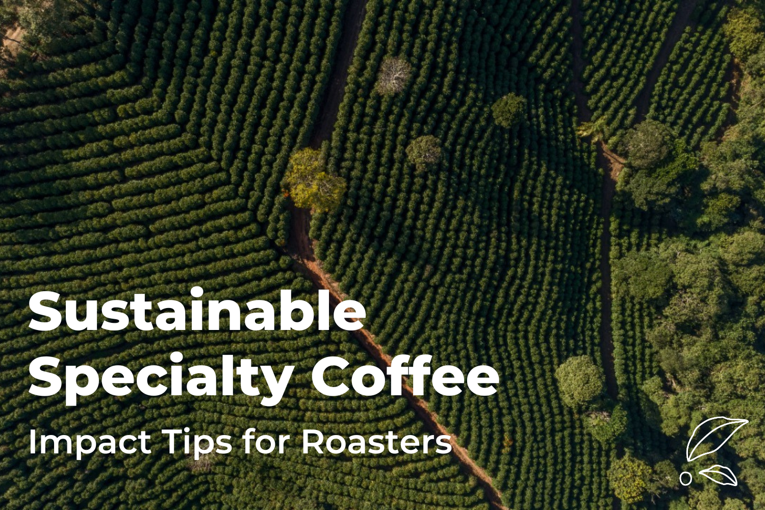 Sustainable Specialty Coffee: Impact Tips for Roasters