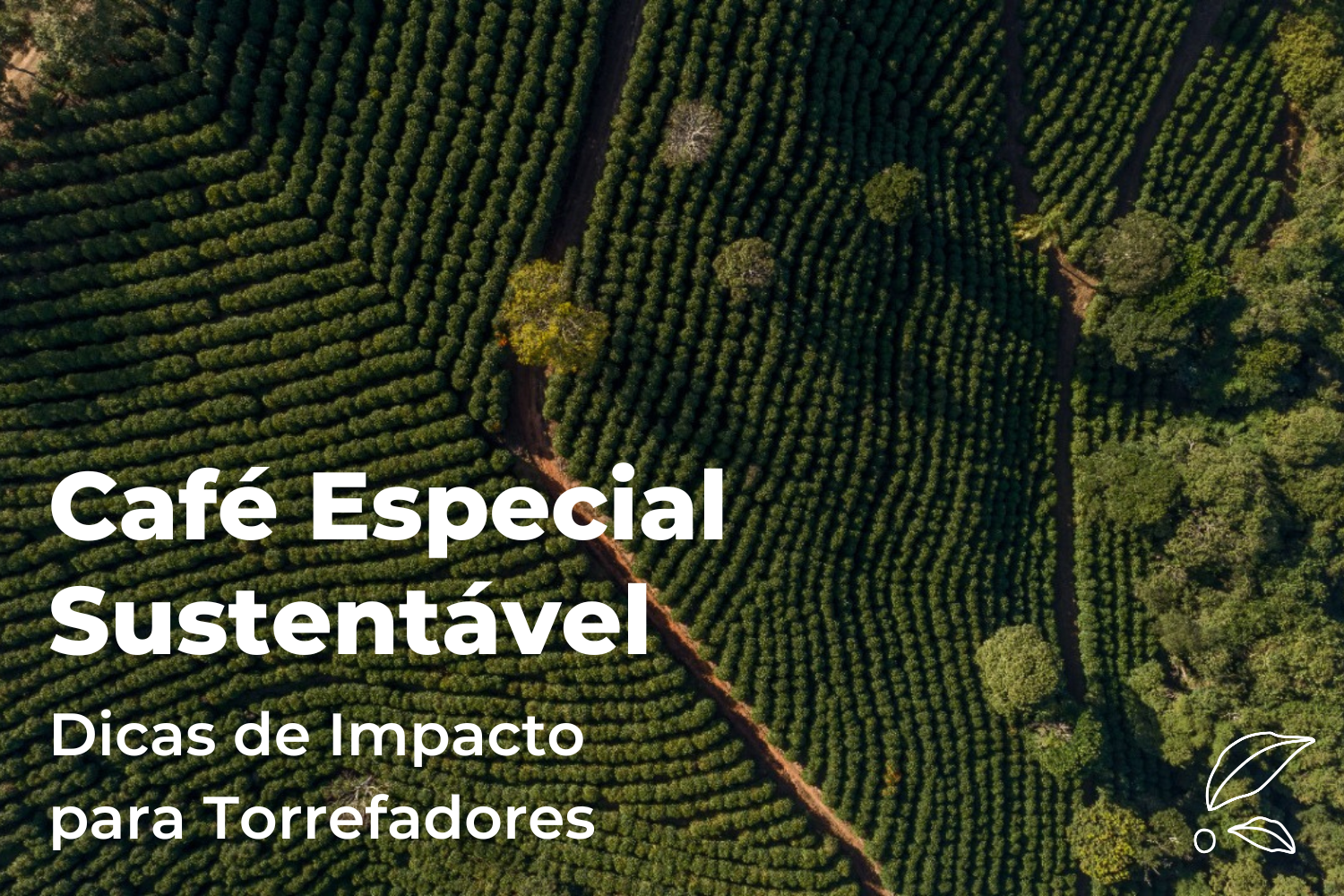 Café Especial Sustentável: Dicas de Impacto para Torrefadores