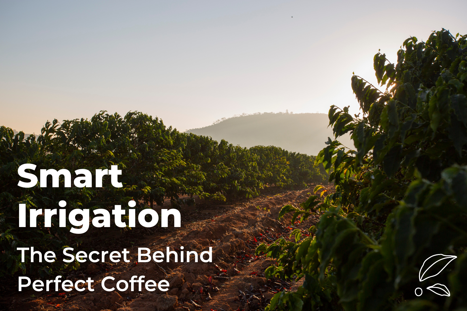 Smart Irrigation: The Secret Behind Perfect Coffee