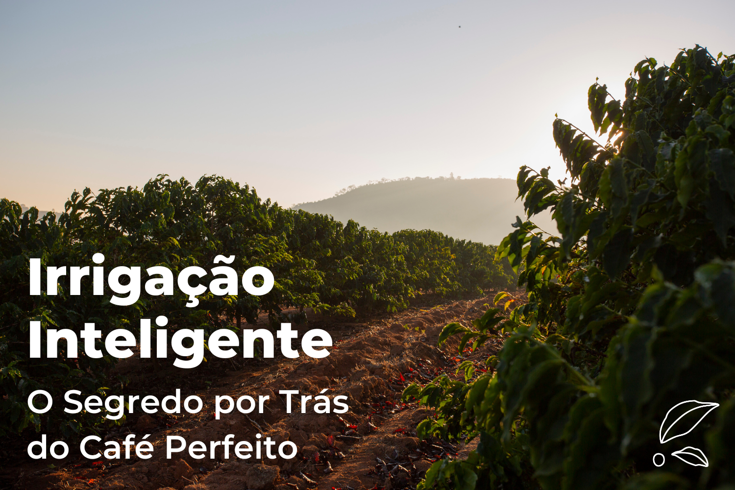 Irrigação Inteligente: O Segredo por Trás do Café Perfeito