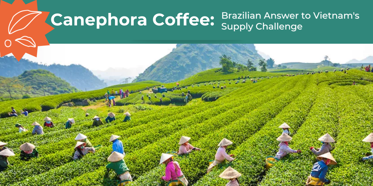 Canephora Coffee: Brazilian Answer to Vietnam’s Supply Challenge